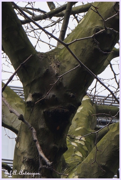 Bomen Frankrijklei, Stoopstraat - Baeckelmansstraat.