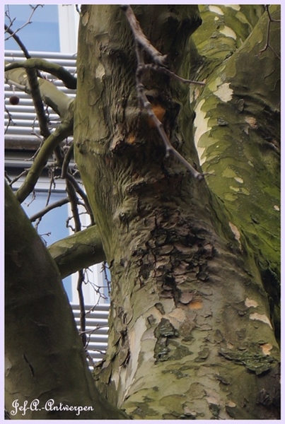 Bomen Frankrijklei, Stoopstraat - Baeckelmansstraat.