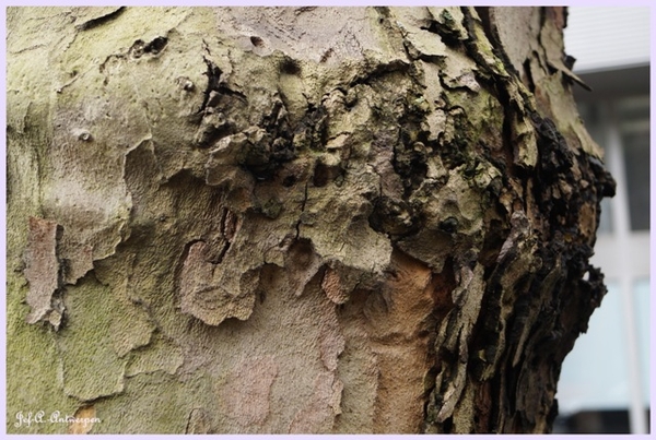 Jef-A., Antwerpen, Frankrijklei, Bomen,