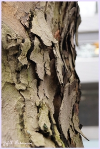 Bomen Frankrijklei, Stoopstraat - Baeckelmansstraat.