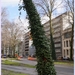 Bomen Frankrijklei, Stoopstraat - Baeckelmansstraat.