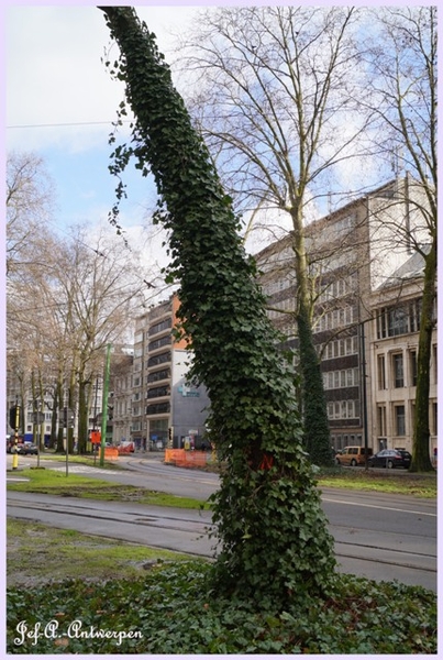 Jef-A., Antwerpen, Frankrijklei, Bomen,