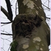 Bomen Frankrijklei, Stoopstraat - Baeckelmansstraat.