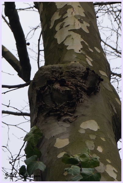 Jef-A., Antwerpen, Frankrijklei, Bomen,