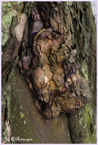 Bomen Frankrijklei, Stoopstraat - Baeckelmansstraat.