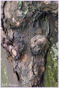 Bomen Frankrijklei, Stoopstraat - Baeckelmansstraat.