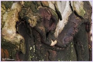 Bomen Frankrijklei, Stoopstraat - Baeckelmansstraat.