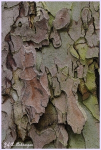 Bomen Frankrijklei, Stoopstraat - Baeckelmansstraat.