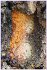 Bomen Frankrijklei, Stoopstraat - Baeckelmansstraat.