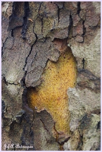 Bomen Frankrijklei, Stoopstraat - Baeckelmansstraat.