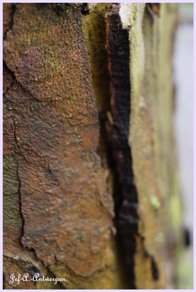 Bomen Frankrijklei, Stoopstraat - Baeckelmansstraat.