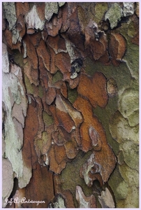 Bomen Frankrijklei, Stoopstraat - Baeckelmansstraat.