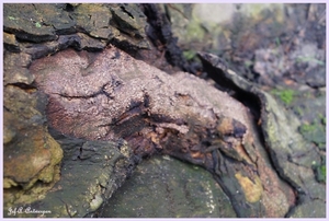 Bomen Frankrijklei, Stoopstraat - Baeckelmansstraat.