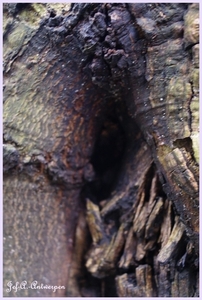 Bomen Frankrijklei, Stoopstraat - Baeckelmansstraat.