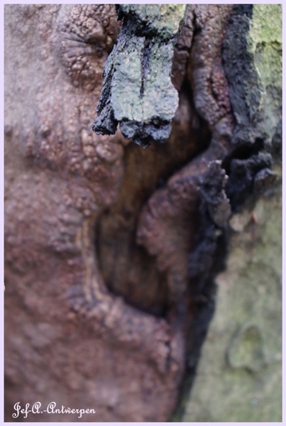 Bomen Frankrijklei, Stoopstraat - Baeckelmansstraat.