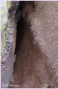 Bomen Frankrijklei, Stoopstraat - Baeckelmansstraat.