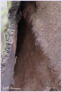 Bomen Frankrijklei, Stoopstraat - Baeckelmansstraat.