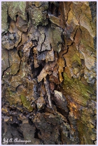 Bomen Frankrijklei, Stoopstraat - Baeckelmansstraat.