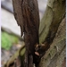 Bomen Frankrijklei, Stoopstraat - Baeckelmansstraat.