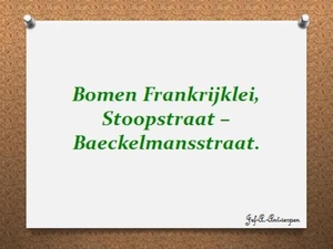 Bomen Frankrijklei, Stoopstraat – Baeckelmansstraat.