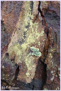 Bomen Frankrijklei, Stoopstraat - Baeckelmansstraat.