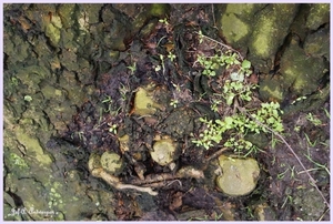 Bomen Frankrijklei, Stoopstraat - Baeckelmansstraat.