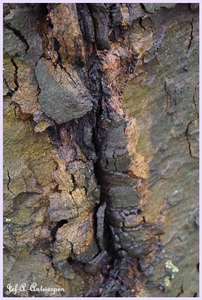 Bomen Frankrijklei, Stoopstraat - Baeckelmansstraat.