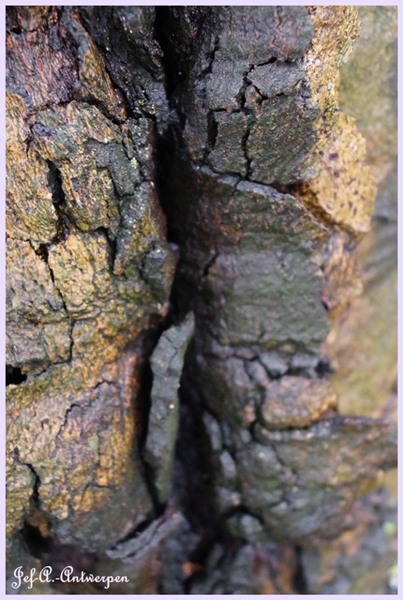 Bomen Frankrijklei, Stoopstraat - Baeckelmansstraat.