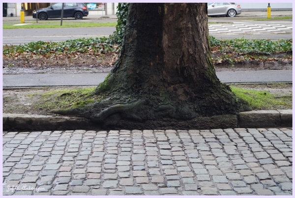 Jef-A., Antwerpen, Frankrijklei, Bomen,