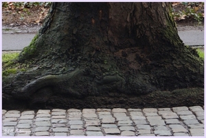 Bomen Frankrijklei, Stoopstraat - Baeckelmansstraat.