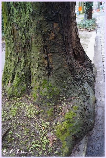 Jef-A., Antwerpen, Frankrijklei, Bomen,