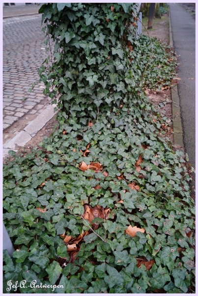 Jef-A., Antwerpen, Frankrijklei, Bomen,