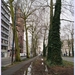 Bomen Frankrijklei, Stoopstraat - Baeckelmansstraat.