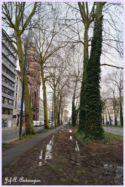 Jef-A., Antwerpen, Frankrijklei, Bomen,