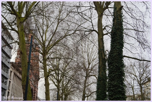 Jef-A., Antwerpen, Frankrijklei, Bomen,