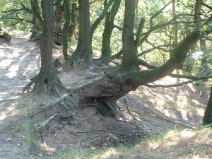 DSCF0008