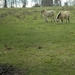 grasmaaiers op de Beninksberg