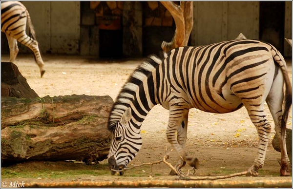 Zebra