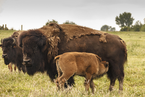 Buffelweide