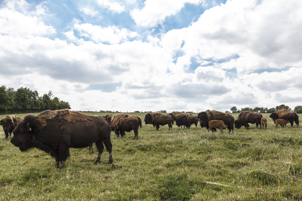 Buffelweide