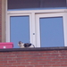 Poes op balkon op 7e verdiep.. brrr… zo hoog...