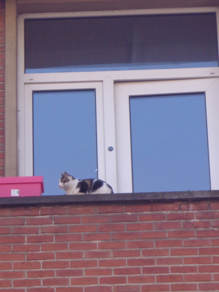 Poes op balkon op 7e verdiep.. brrr… zo hoog...