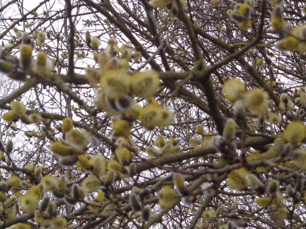 Lente