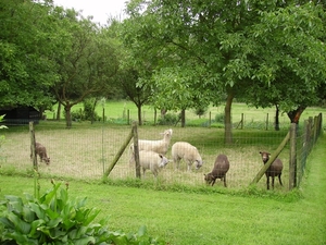 Wandeling Zwalm juni 2007