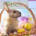 Sien 1 project 29.1