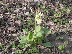 wilde primula