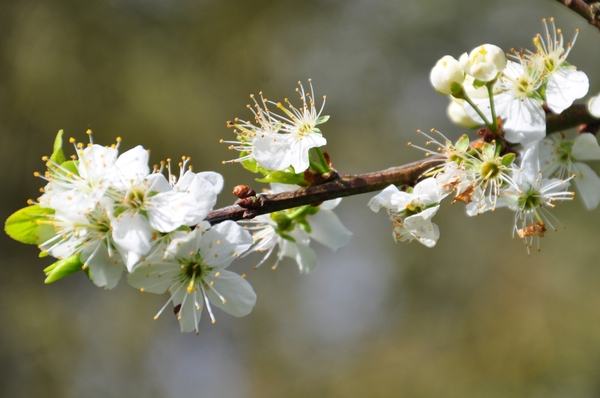 001   FRIS MENU ....