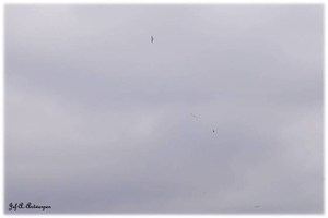 Zwerm vogels boven Houtdok en Mexicoeiland.
