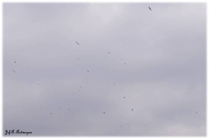 Zwerm vogels boven Houtdok en Mexicoeiland.