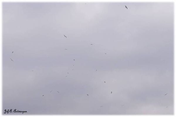 Zwerm vogels boven Houtdok en Mexicoeiland.